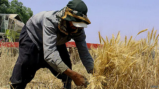 گندم در صدر کالاهای وارداتی قرار دارد و واردات آن در هفت ماه اول امسال نسبت به مدت مشابه سال گذشته تقریبا دو برابر شده است