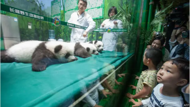 大熊猫三胞胎(图片版权:AFP PHOTO / Chimelong Safari Park)