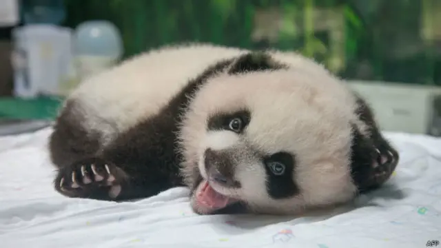 三胞胎之一(图片版权:AFP PHOTO / Chimelong Safari Park)
