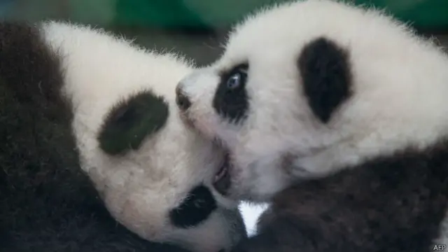 三胞胎中两只(图片版权:AFP PHOTO / Chimelong Safari Park)