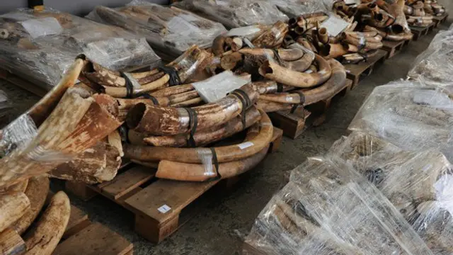 فعالان زیست محیطی می گویند افزایش تقاضا برای عاج فیل موجب افزایش شکار غیرقانونی فیل در آفریقا و قاچاق عاج شده است