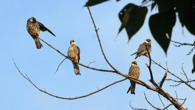عمران خان نے ٹویٹ میں کہا ہے کہ ’قطری شہزادے کو جرمانہ کرنے سے اندازہ ہوجاتا ہے کہ نئے اور پرانے پاکستان میں کیا فرق ہے‘