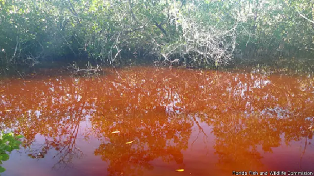 Marea roja.