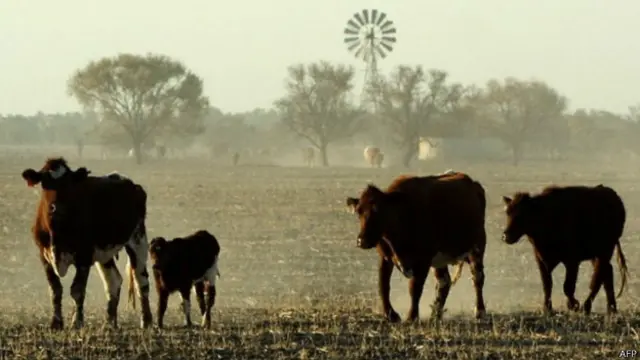 澳洲试图向中国出口活牛的谈判已进行了多年