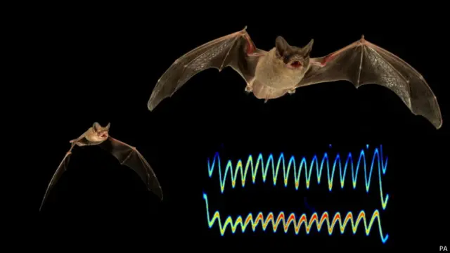 चमगादड़ एकोलोकेशन प्रक्रिया