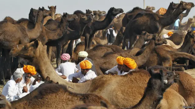 राजस्थान, ऊँट