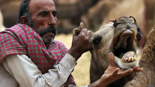 राजस्थान, पुष्कर ऊँट मेला