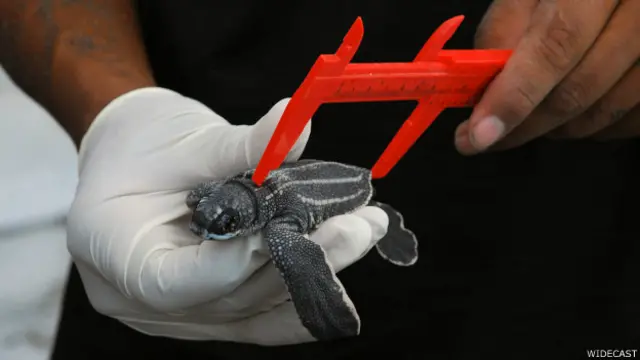 Tortuga baula recién nacida.