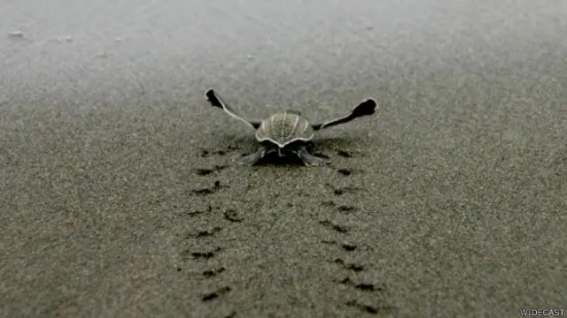 Tortuga corre hacia el mar.