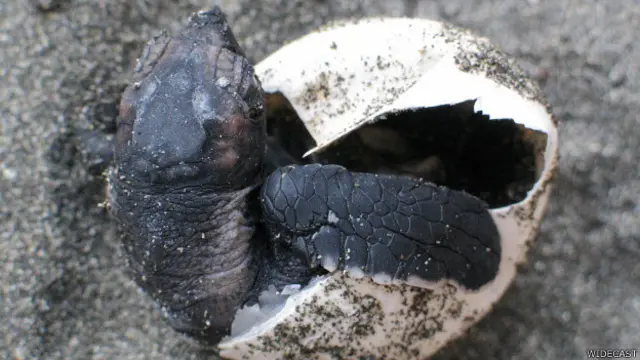 Tortuga baula saliendo del cascarón.