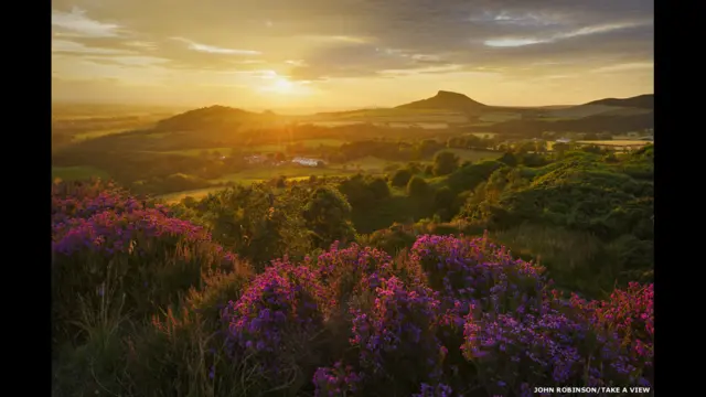 Heather in Bloom, Şimali Yorkşaya. Müəllif - John Robinson