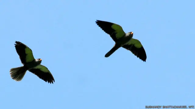 د انلاين ۶۰ سلنه کارکوونکو رايه ورکړې، چې يان ته د محکمې له لوري ورکړای شوې سزا زياته ده