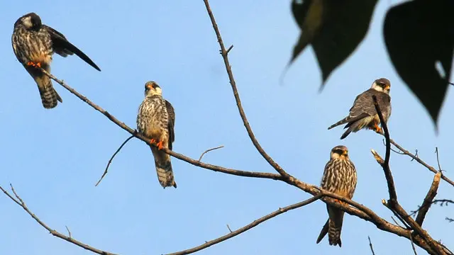 امر باز کا شمار دنیا کے طویل ترین سفر کرنے والے شکاری پرندوں میں ہوتا ہے