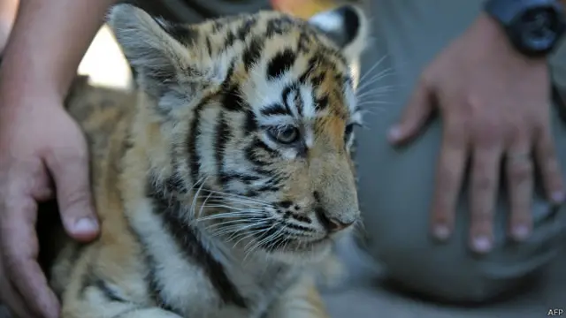 Cría de tigre en Guatemala