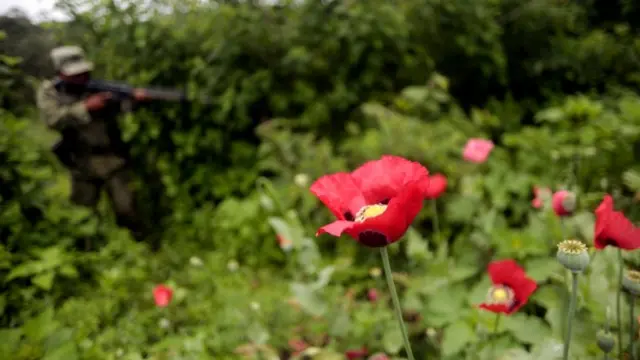 Soldados destruyen plantío de amapola en Guerrero, México. Foto: AFP/Getty