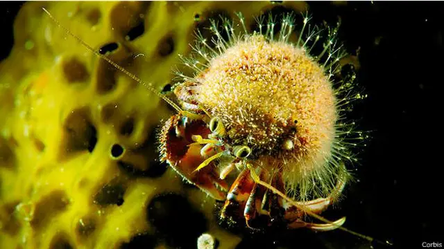 Гидрактиния