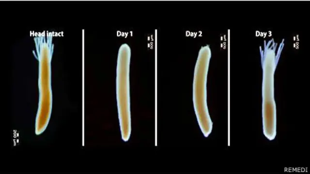 Гидрактиния