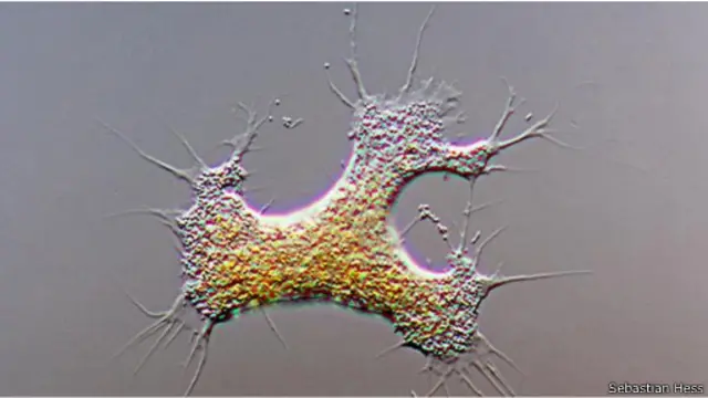 تتسم كائنات "ليبتوفريس فوراكس" بأنها ذات أشكال متغيرة ومتحورة. 