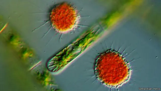 اثنين من كائنات "فامبيرلا لاتريتيا" يتحركان استعدادا لجولة طعام جديدة