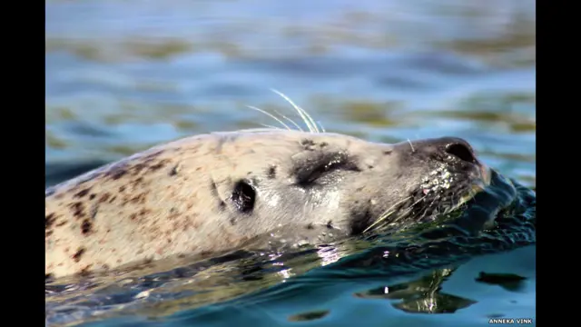 انیکا وینک د دغه سمندري ژوي عکس کورنۍ سره د یوه تفریحی سفر پر مهال اخیستی دی. 