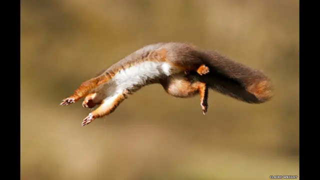 دا هم د ټوپ وهلو په حالت کې د یوه نولي انځور چې کلیر رایټ اخیستی. اغلې رایټ وویل دې غوښتل د نولي سرعت او چالاکي انځور کړي خو په هوا کې یې عکس اخیستل ستونزمن کار و. 