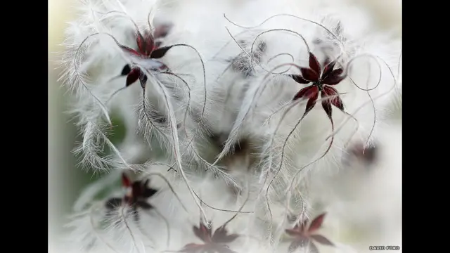 د دغه غېر عادي بوټي چې د "زوړ کس ږیره" هم نومول شوې عکس د ډېوېد فورډ له خوا اخیستل شوی دی. 