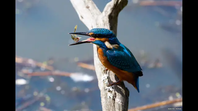 د یوه مرغه انځور چې یو بدمرغه کب یې په خوله کې نیولی. دا انځور ډېوېد هاګ اخیستی دی. نوموړی وايي: "موږ په یو پټ ځای کې ناست وو، ناببره هغه شیبه لاسته راغله چې د دغه مرغه عکس واخلو".