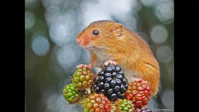 ځوان عکاسان هڅول شوي وو چې د دوبي په فصل کې خپل شاوخوا سیمو کې د ځنګلي ژوو د ژوند انځورونه واخلي. دلته د براین رابینسن انځور کې د درمند موږک لیدل کېږي چې د میوې د خوړولو تابیه یې نیولې.
