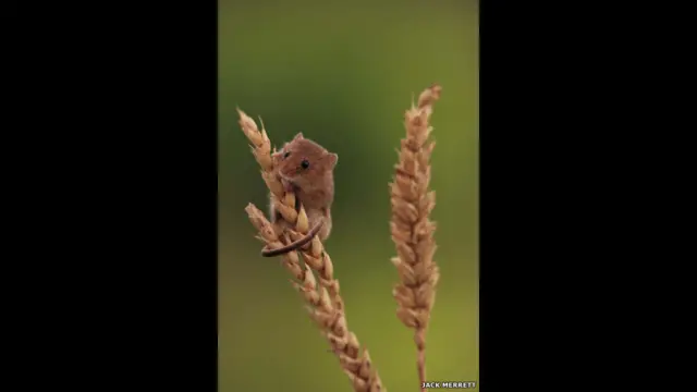 د جېک میریت له خوا اخیستل شوی د درمند د موږک یو بل انځور چې پر غنمو یې ځان نیولی.