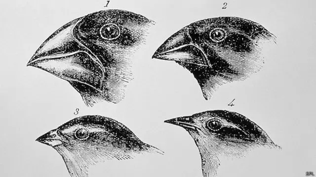 Diagrama de Darwin de los picos de los pinzones de Galápagos