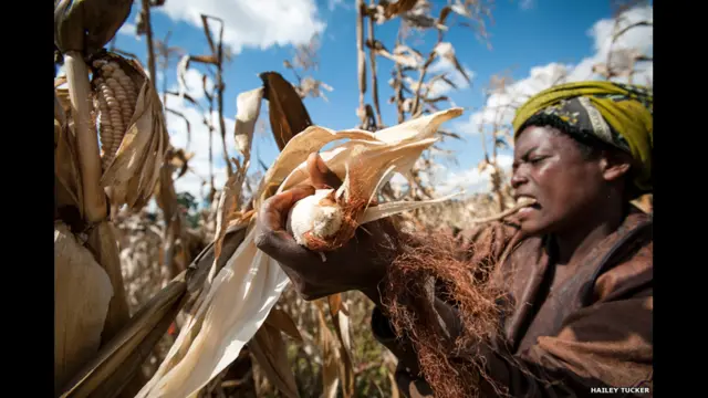 Giải ba được dành cho Hailey Tucker với bức ảnh chụp Anjelica người giúp thu hoạch vụ mùa tại trang trại Beatus Balama ở Ndiwili, Tanzania - "một doanh nghiệp xã hội có trụ sở tại Đông Phi chuyên cung cấp tài chính cho người nông dân và đào tạo họ những gì cần để tự mình thoát ra khỏi nghèo đói."