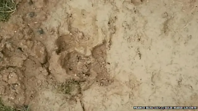 След тигра?