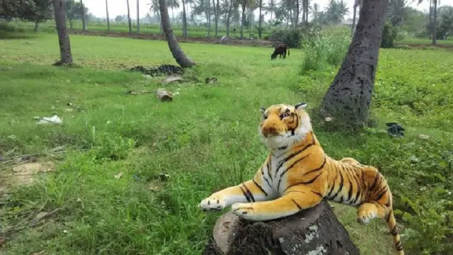  نقلی شیروں کی وجے سے بندر تو کھیتوں سے دور رہنے لگے ہیں لیکن ہاتھی ابھی بھی بلا خوف آتے ہیں