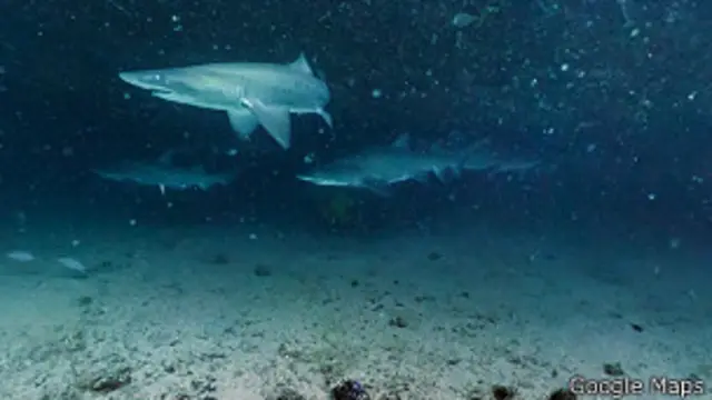 Gran Barrera de Coral