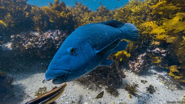 Shelly Beach, Sídney, Australia