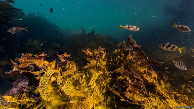 Isla de Bare en la bahía de Botany, Sídney