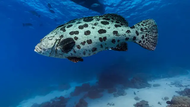 Cod Hole, Gran Barrera de Coral