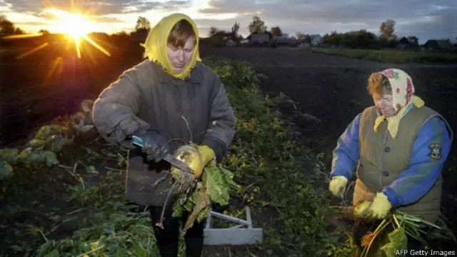 Белорусские фермеры на уборке кормовой свеклы