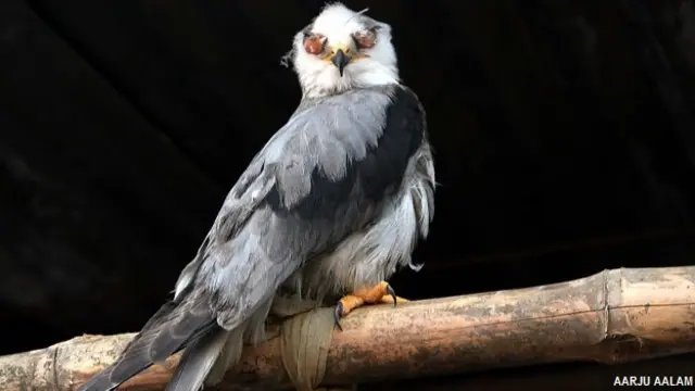 सोनपुर मेला