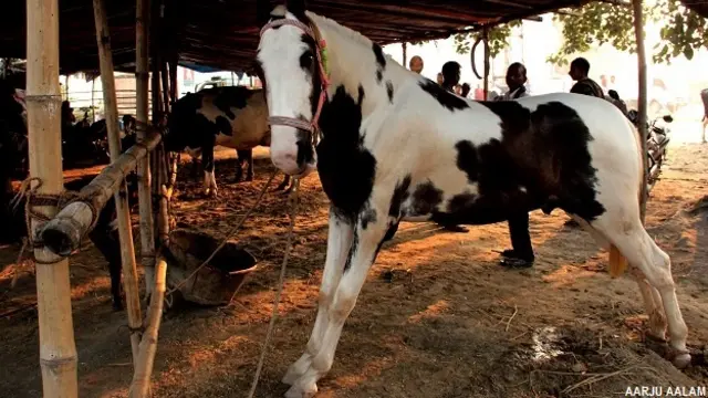 सोनपुर मेला