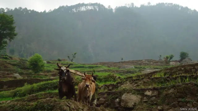 uttarakhand_farm_farmer