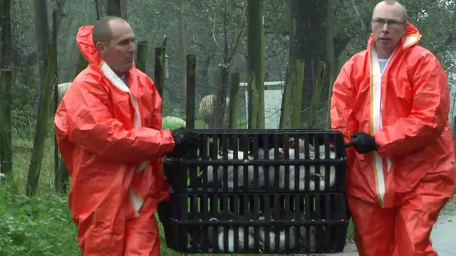 صدر قرار بإعدام 28 ألف من الدجاج