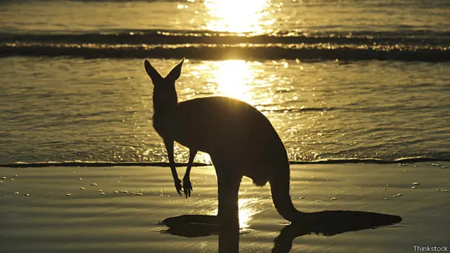 Австралийский кенгуру на берегу океана
