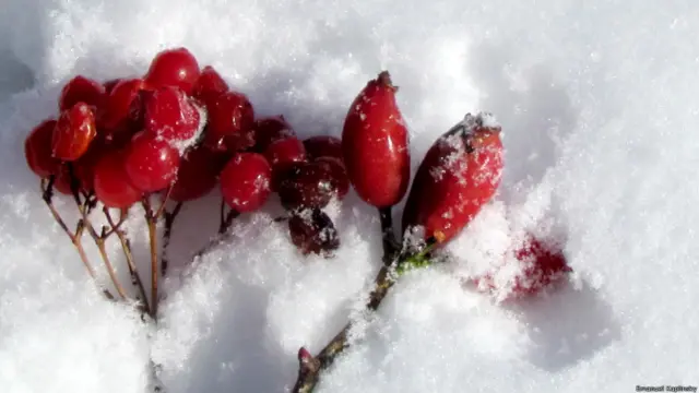 Искрящийся белый снег на берегу озера Онтарио в городе Торонто сфотографировал Эмануил Каплински.