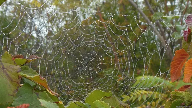 Туман в паутине