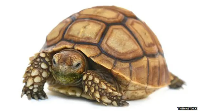 Tortuga