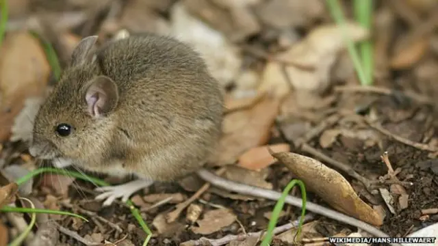 चीन चूहे