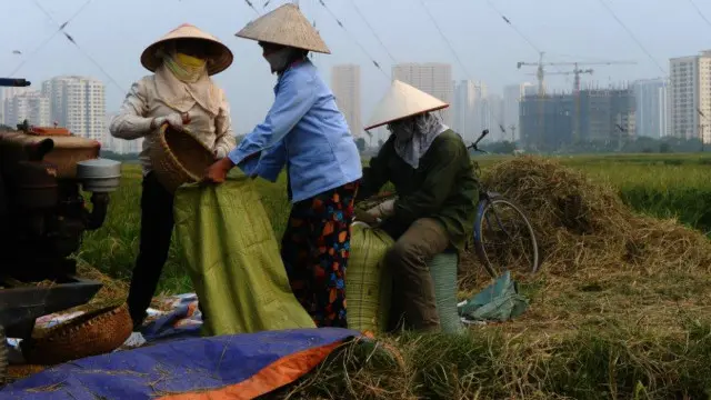 Sản lượng lúa gạo Việt Nam năm 2016 được dự báo bị thiệt hại do khô hạn và nhiễm mặn kéo dài