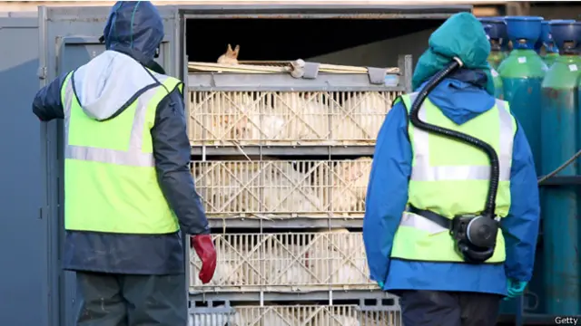 انشأت منطقة عازلة يبلغ عرضها 10 كيلومترات حول المزرعة التي اكتشف فيها المرض