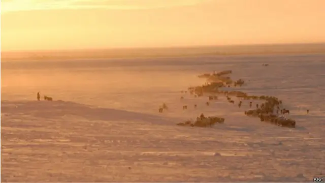 Rusa patroli dengan polisi